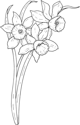 Spring Narcissus  Coloring Page